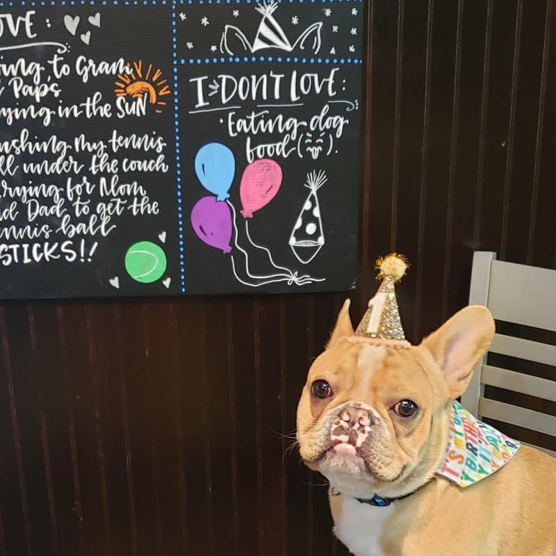 French bulldog in a party hat beside a hand-lettered first birthday chalkboard